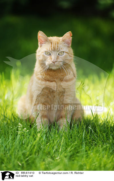 red-tabby cat / RR-61410