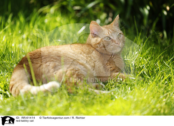 red-tabby cat / RR-61414