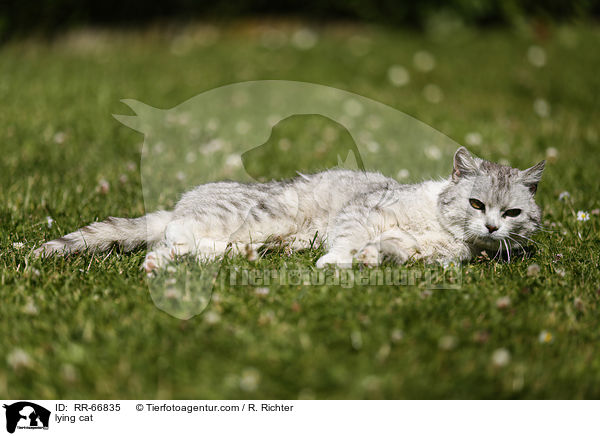 liegende Hauskatze / lying cat / RR-66835