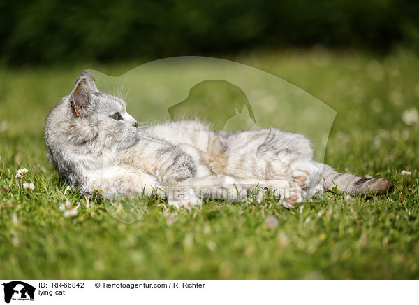 liegende Hauskatze / lying cat / RR-66842
