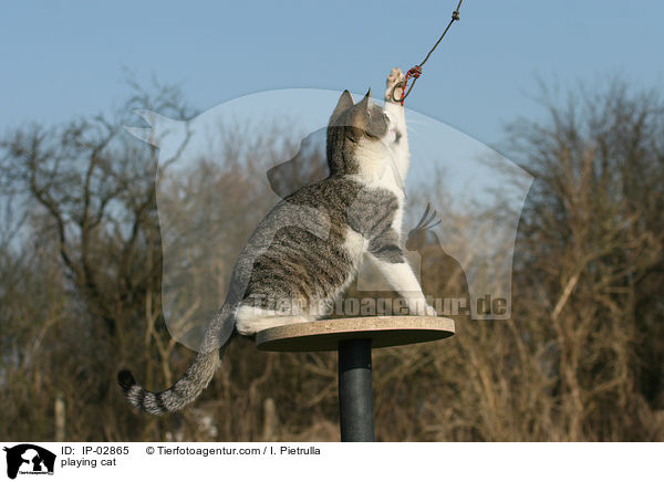 spielende Hauskatze / playing cat / IP-02865