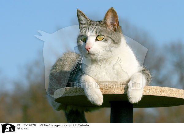 liegende Hauskatze / lying cat / IP-02878