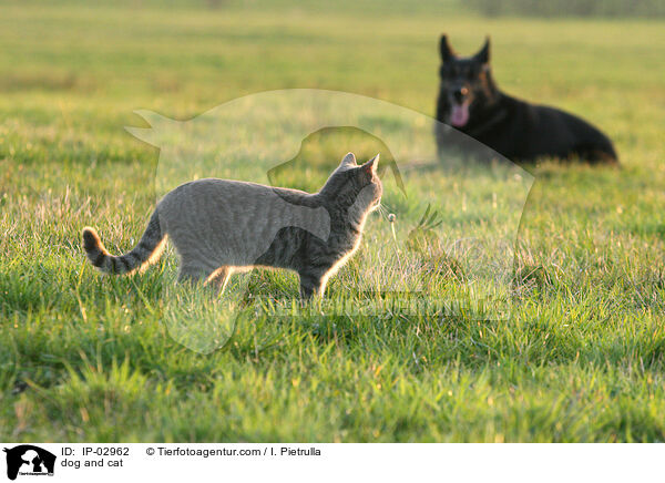 dog and cat / IP-02962