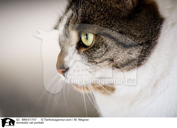 domestic cat portrait / MW-01747