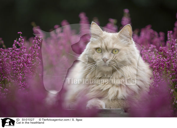 Katze in der Heide / Cat in the heathland / SI-01027