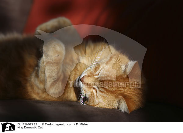 liegende Hauskatze / lying Domestic Cat / PM-07233