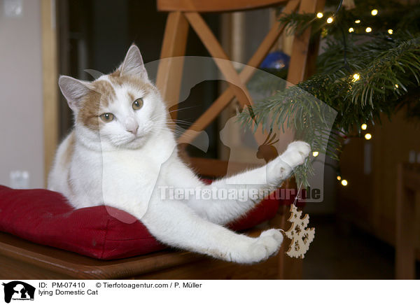 liegende Hauskatze / lying Domestic Cat / PM-07410