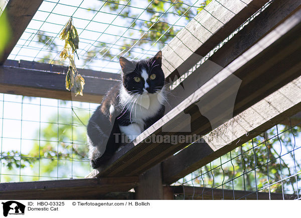 Hauskatze / Domestic Cat / HBO-03325