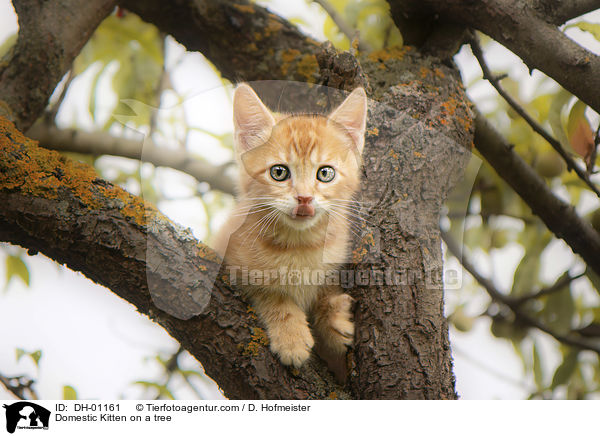 Hausktzchen auf einem Baum / Domestic Kitten on a tree / DH-01161