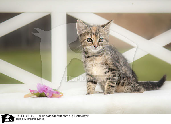 sitzendes Hausktzchen / sitting Domestic Kitten / DH-01162