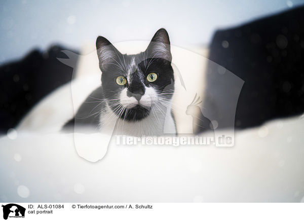 Katze Portrait / cat portrait / ALS-01084