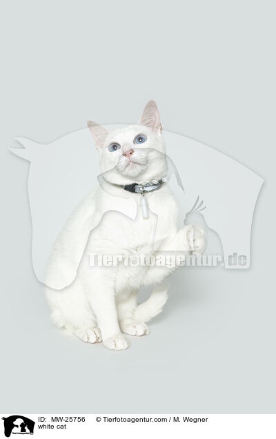 white cat / MW-25756