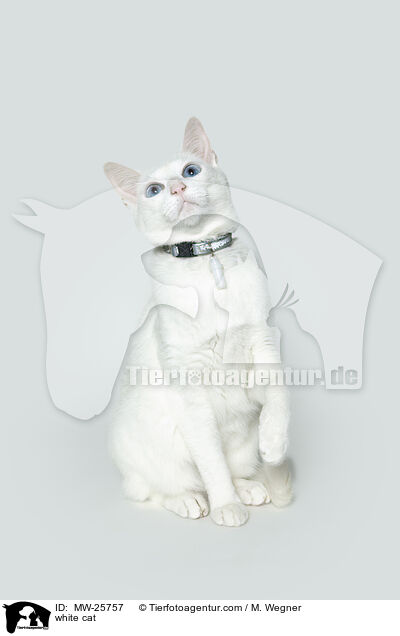 white cat / MW-25757