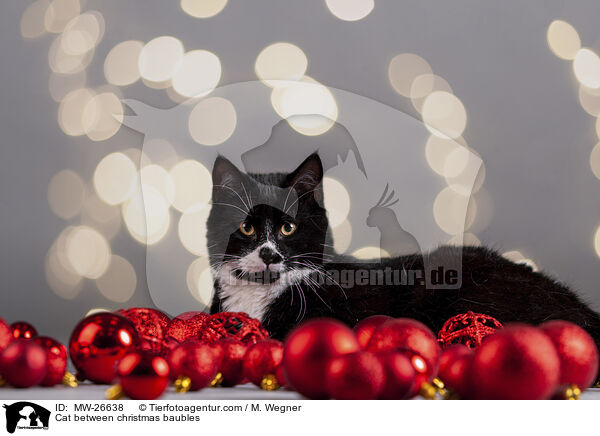 Katze zwischen Christbaumkugeln / Cat between christmas baubles / MW-26638