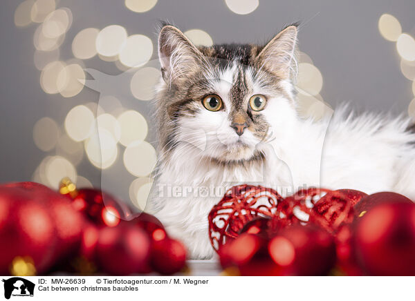 Katze zwischen Christbaumkugeln / Cat between christmas baubles / MW-26639