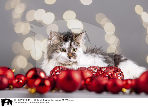 Katze zwischen Christbaumkugeln / Cat between christmas baubles / MW-26641