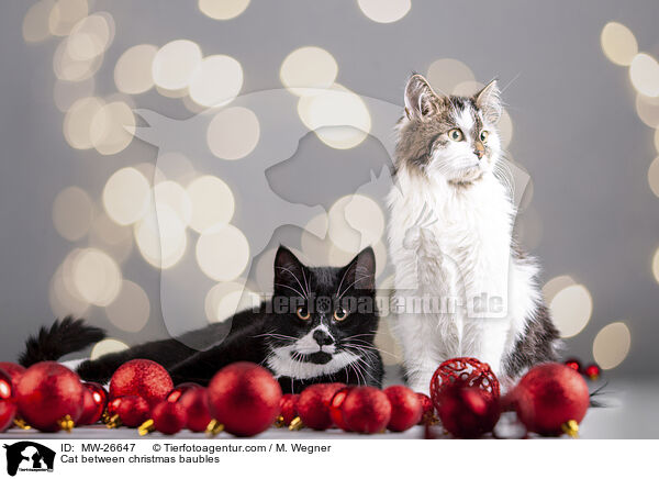 Katze zwischen Christbaumkugeln / Cat between christmas baubles / MW-26647