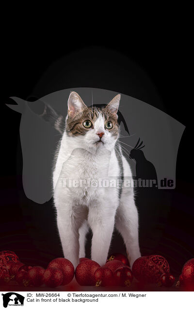 Katze vor schwarzem Hintergrund / Cat in front of black background / MW-26664