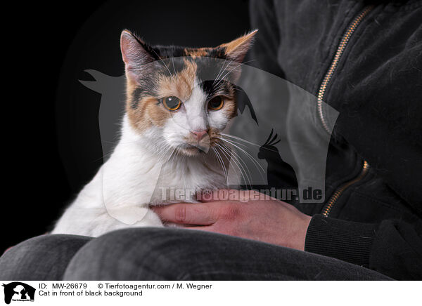 Cat in front of black background / MW-26679