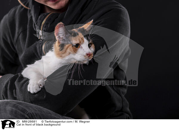 Cat in front of black background / MW-26681