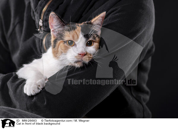 Cat in front of black background / MW-26683