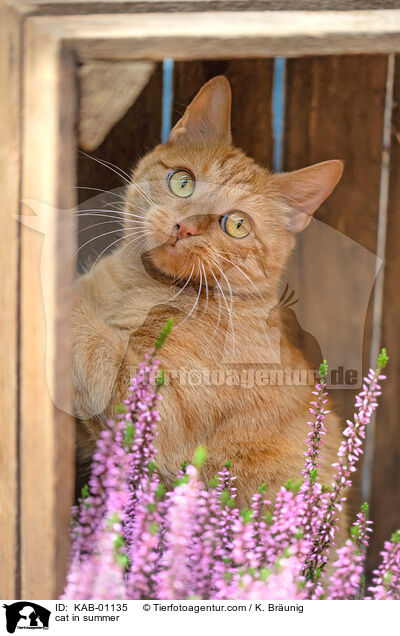 Katze im Sommer / cat in summer / KAB-01135