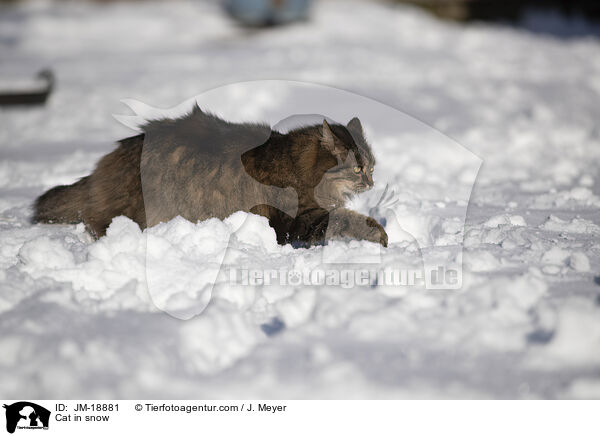 Cat in snow / JM-18881