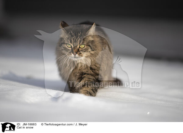 Cat in snow / JM-18883