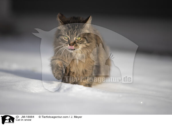 Cat in snow / JM-18884
