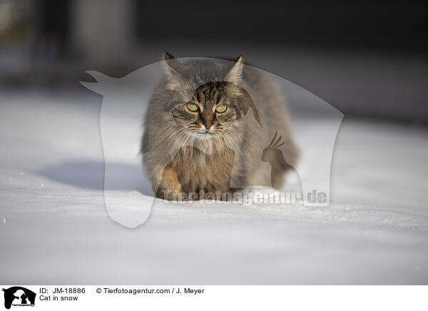 Cat in snow / JM-18886