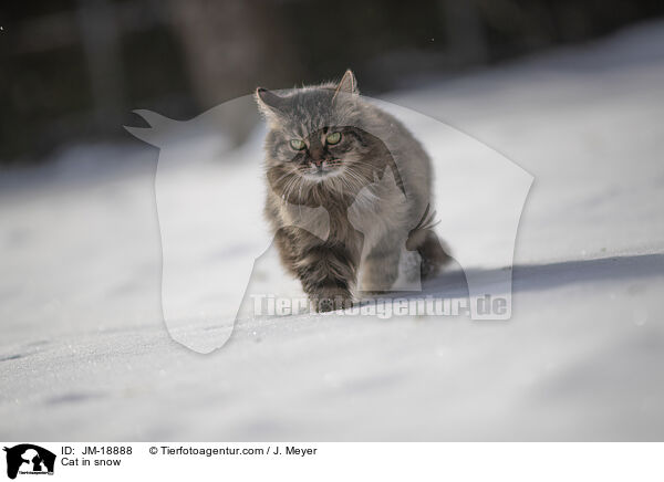Cat in snow / JM-18888