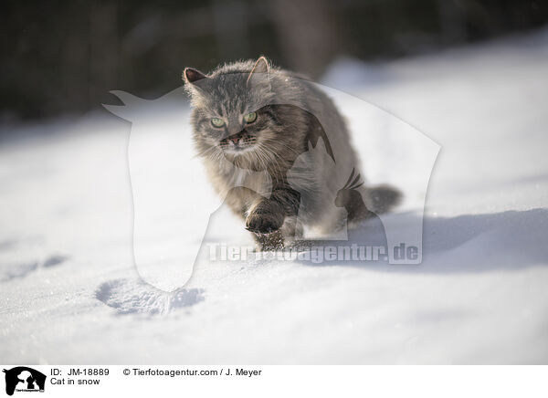 Cat in snow / JM-18889