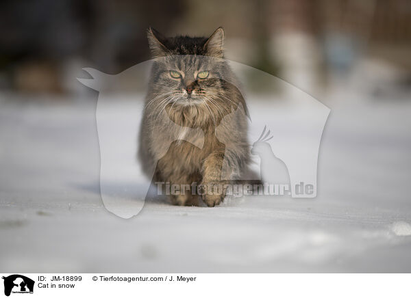 Cat in snow / JM-18899