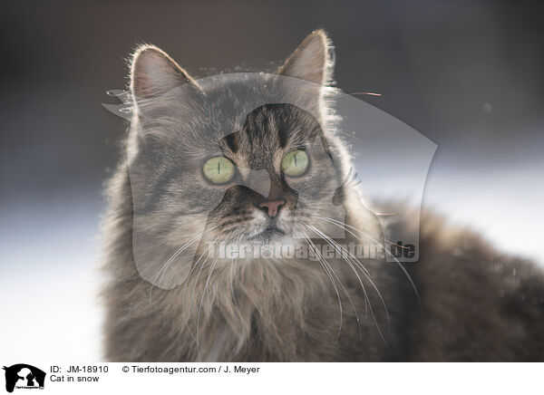 Katze im Schnee / Cat in snow / JM-18910