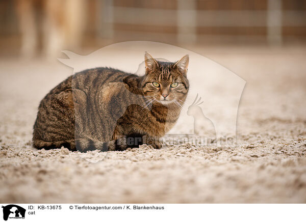 Katze / cat / KB-13675