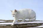 white cat