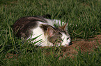 lying domestic cat