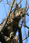 cat on tree