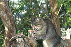 cat on tree