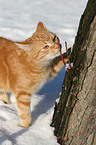 red tomcat in snow