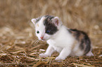 newborn kitten