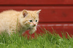 walking Domestic Cat Kitten