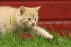 walking Domestic Cat Kitten