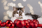 Cat between christmas baubles