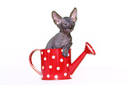 Don Sphynx kitten