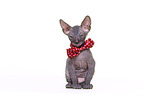 Don Sphynx kitten