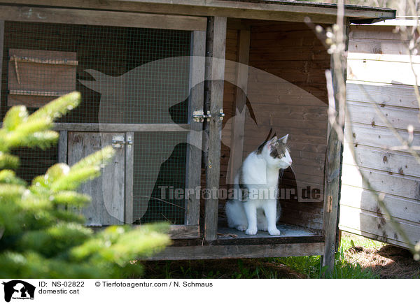 Europisch Kurzhaar / domestic cat / NS-02822