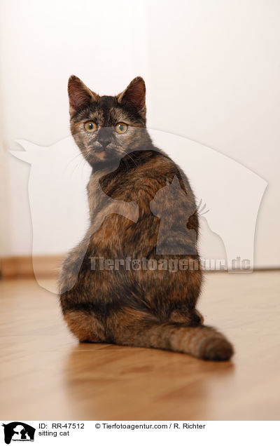 sitzende Europisch Kurzhaar / sitting cat / RR-47512