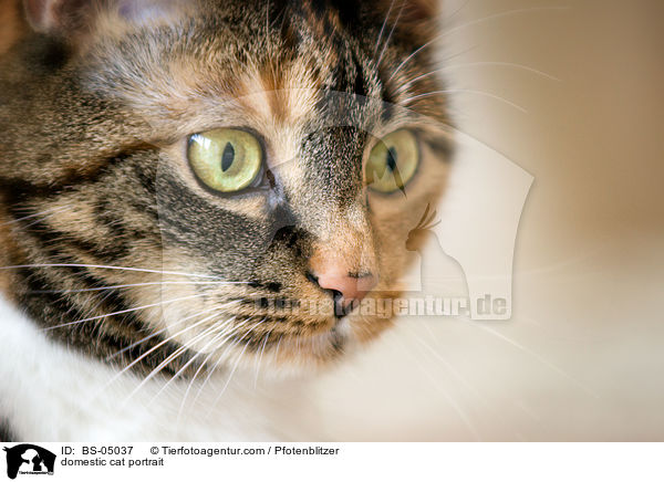 domestic cat portrait / BS-05037
