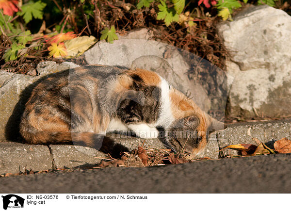 liegende Europisch Kurzhaar / lying cat / NS-03576
